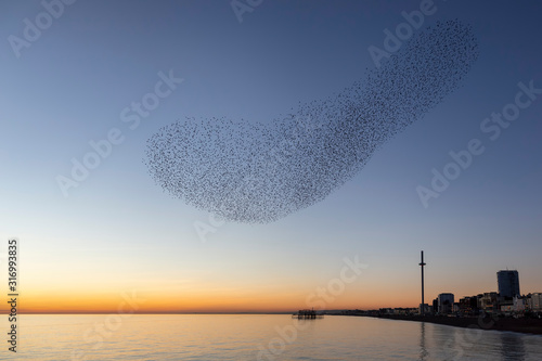 swarms of starlings at dusk in Brighton photo