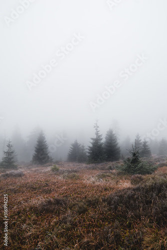 fog in the forest