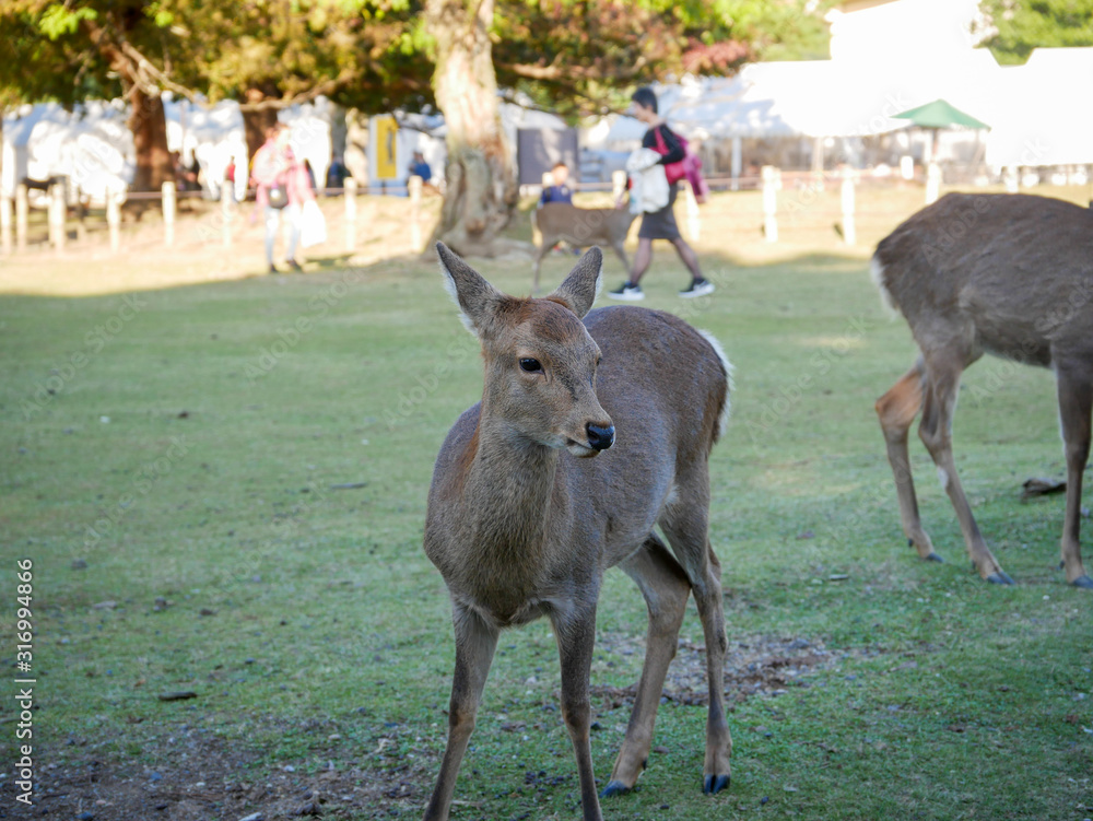 Beautiful nature deer in Nara park. japan travel concept Beautiful nature deer in Nara park. japan travel concept
