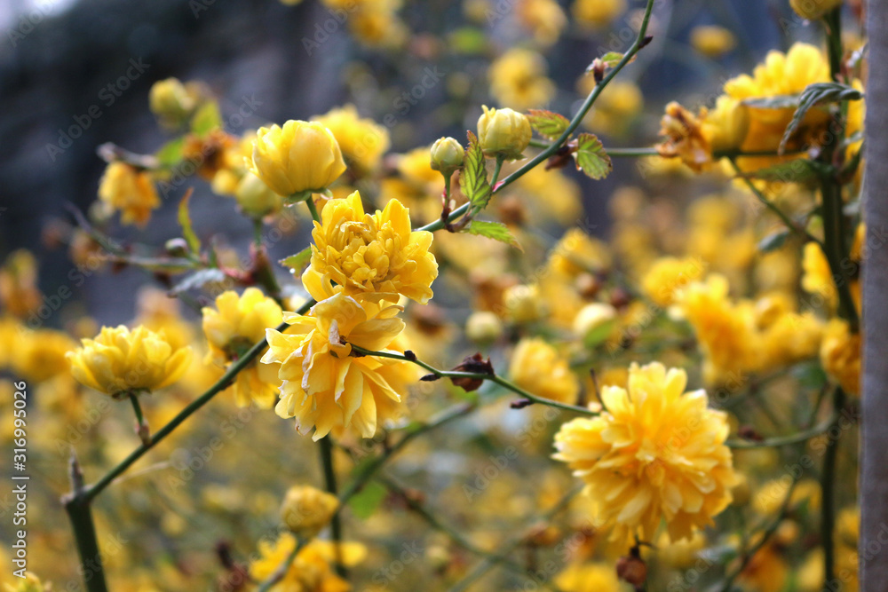Kerria japonica, Pleniflora, double-flowered Japanese rose Kerria japonica, Pleniflora, double-flowered Japanese rose