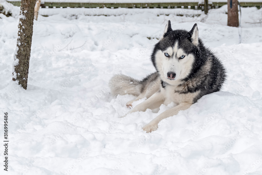 Siberian Husky dog lying on snow