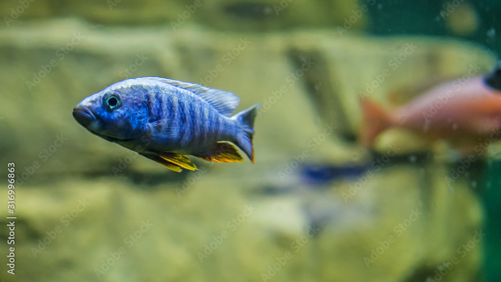striped fish swimming in water, macro striped fish swimming in water, macro