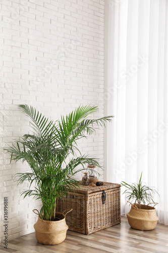 Fototapeta Naklejka Na Ścianę i Meble -  Beautiful green potted plants in stylish room interior