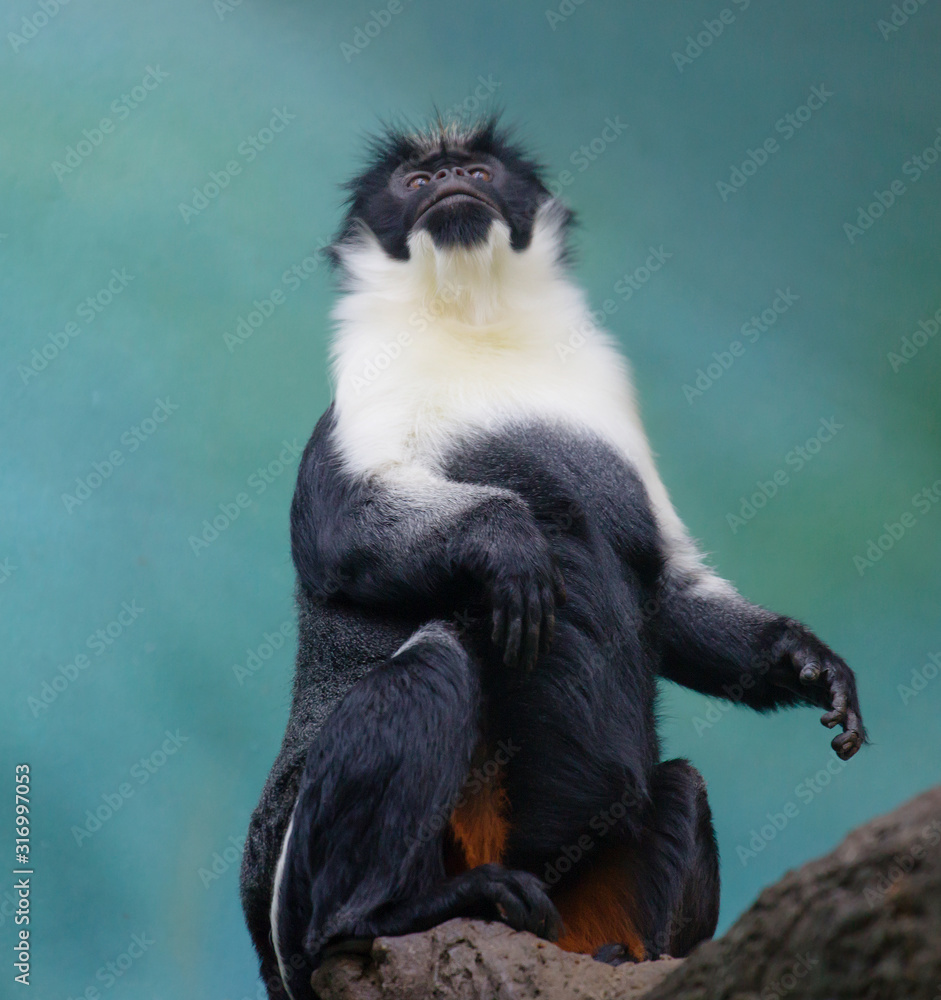 Diana monkey. This is one of the most beautiful species of monkeys. The