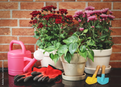 Epipremnum and red Chrysanthemums in plant pots with gardening equipments watering can , garden spoon on brick wall background.gardening concept