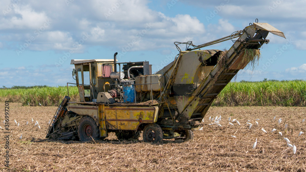 old cuban Forage Harvesters on a field with many white birds, cuba old cuban Forage Harvesters on a field with many white birds, cuba