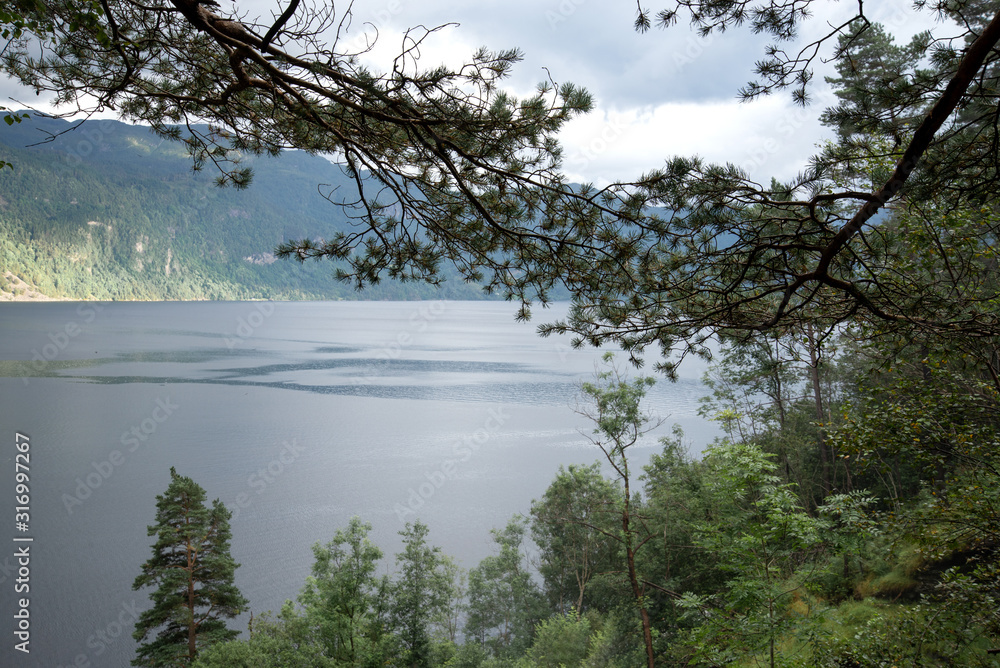 view of a mountain lake through pine branches