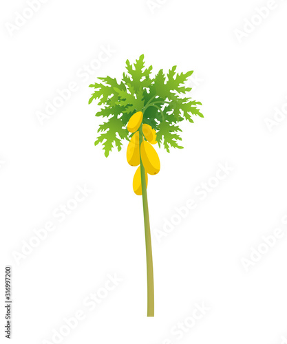 Papaya tree. Papaw plant. Large yellow papaya fruits on a tree. Flat vector illustration.