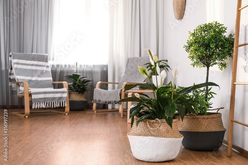 Beautiful potted plants in stylish room interior. Design elements