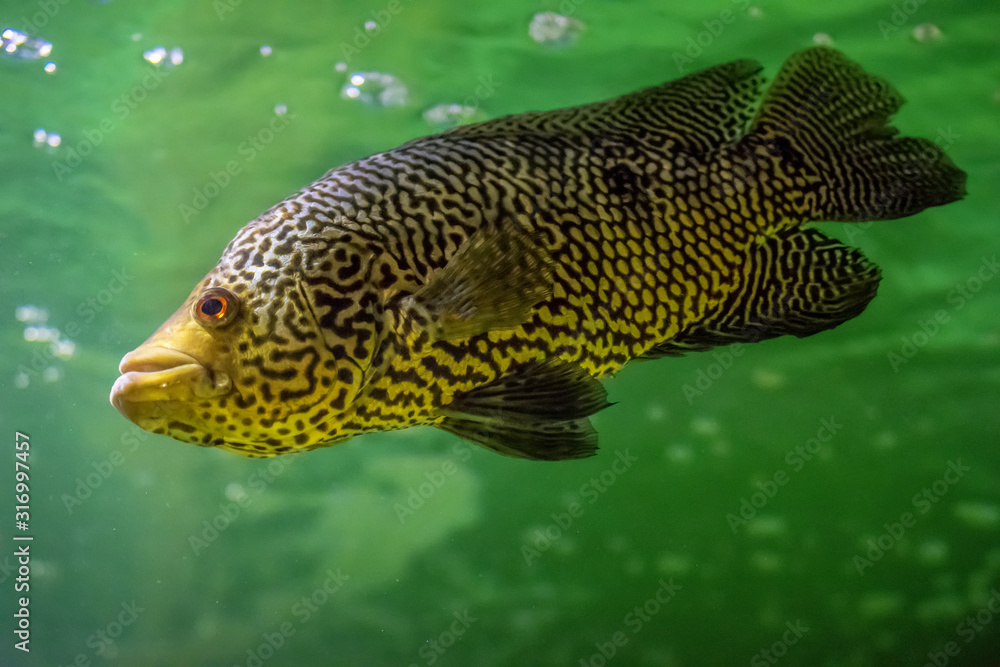 fish swimming in water, Parachromis managuensis, cichlazoma fish swimming in water, Parachromis managuensis, cichlazoma