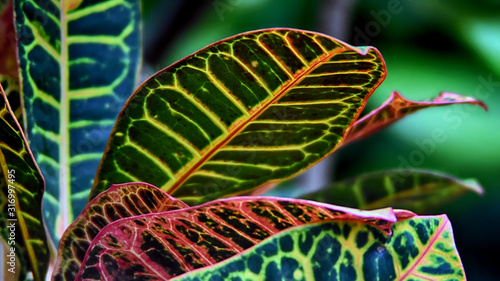 Foto variegated spotted leaves of a tropical plant, Codiaeum, croton