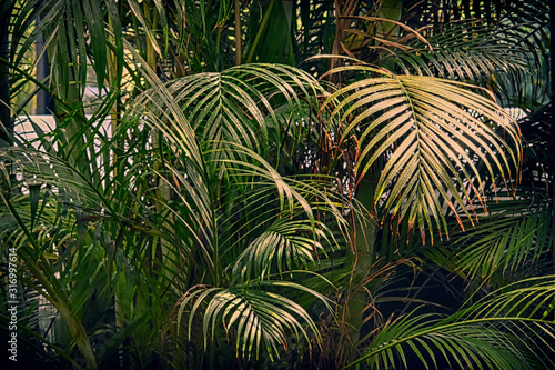 palm plants thickets with large green leaves, rainforest