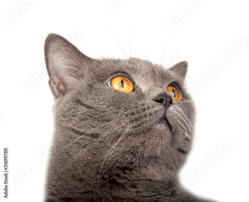 Pretty fluffy blue gray british cat isolated on the white
