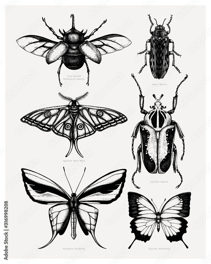 Vector collection of high detailed insects sketches. Hand drawn beetles ...
