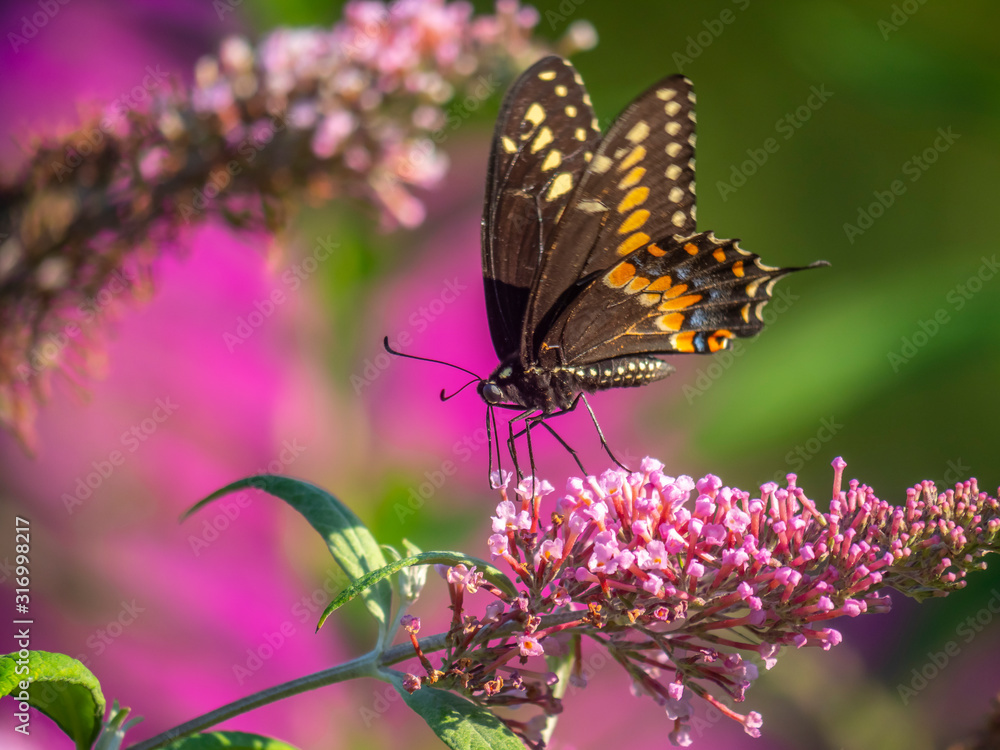 Black swallowtail butterfly in summer Black swallowtail butterfly in summer