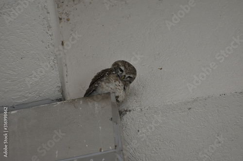 spotted owlet sitting on the pillar edge photo