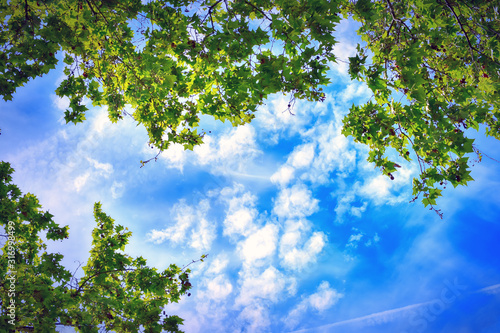 Фотография green trees and clouds in the sky, view from the bottom up