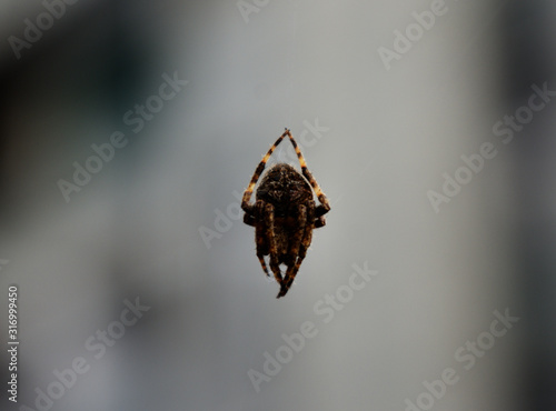 spider on its web photo