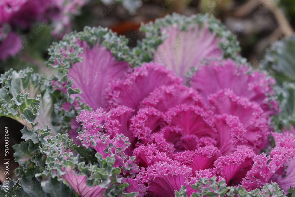 Close up Purple kale (Brassica oleracea Acephala) oleracea, in Winter Season
