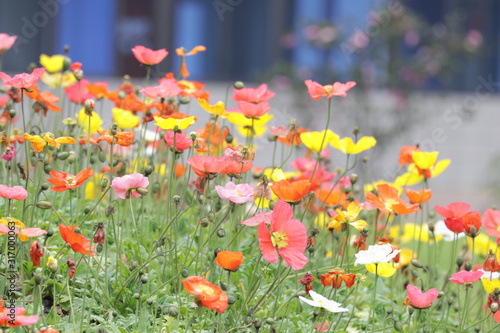 Colorful Poppy Flowers Meadow in the Park