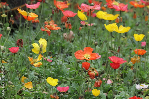 Colorful Poppy Flowers Meadow in the Park