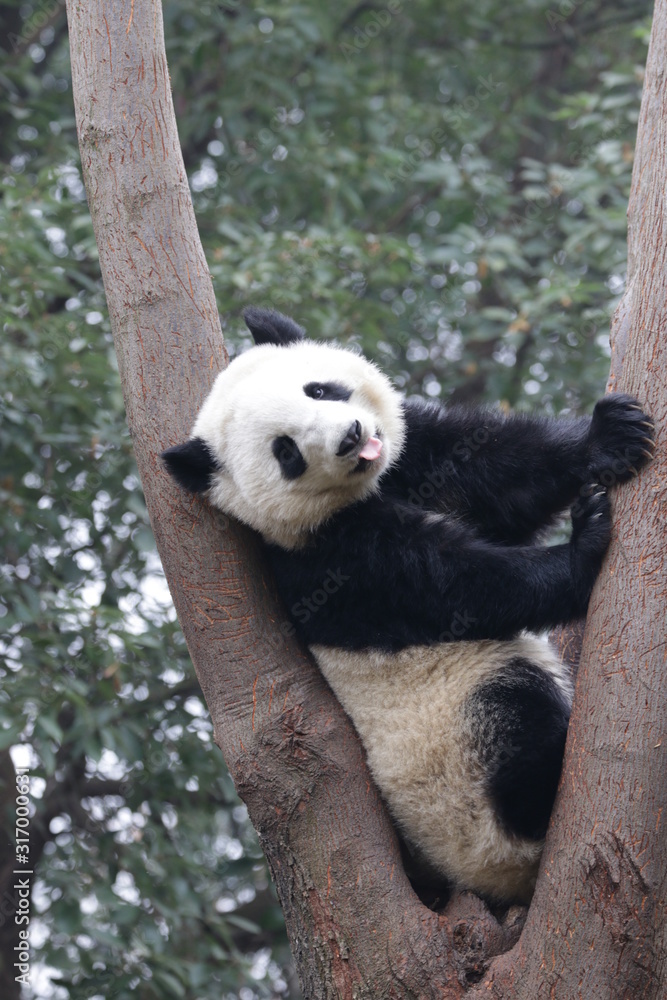 Obraz premium Playful Panda Cub on the Tree, China
