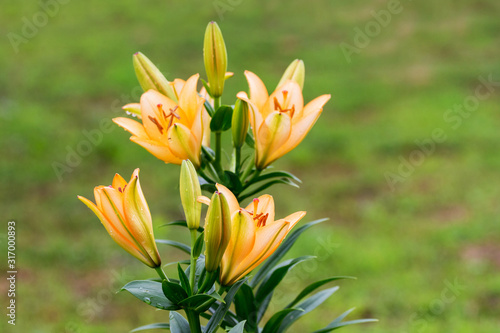 Orange lilies on light green blurred background_
