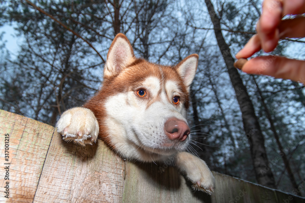 Do Huskies Need A Fenced Yard