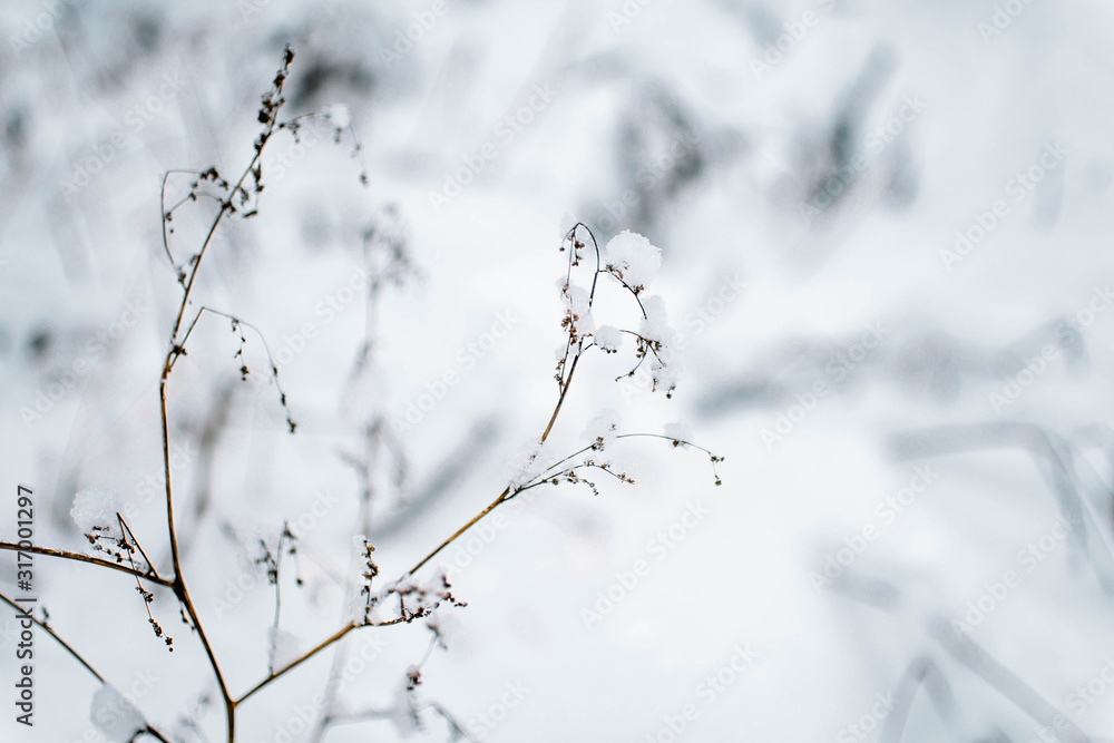Winter landscape. Winter scene. Frozen color / preferred focus Winter landscape. Winter scene. Frozen color / preferred focus