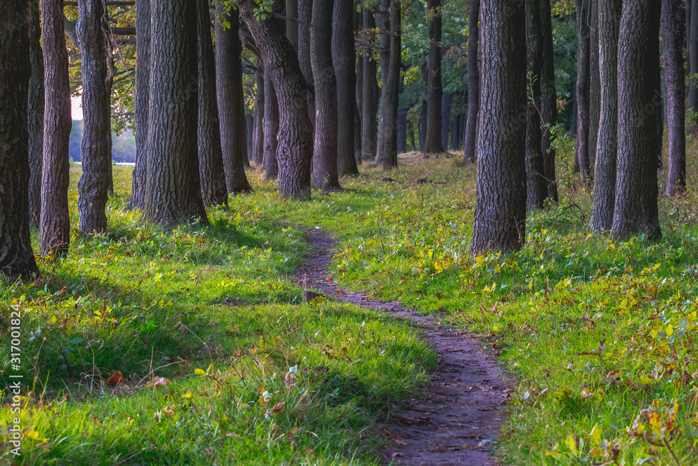 Trail among trees in dense forest in summer_ Trail among trees in dense forest in summer_