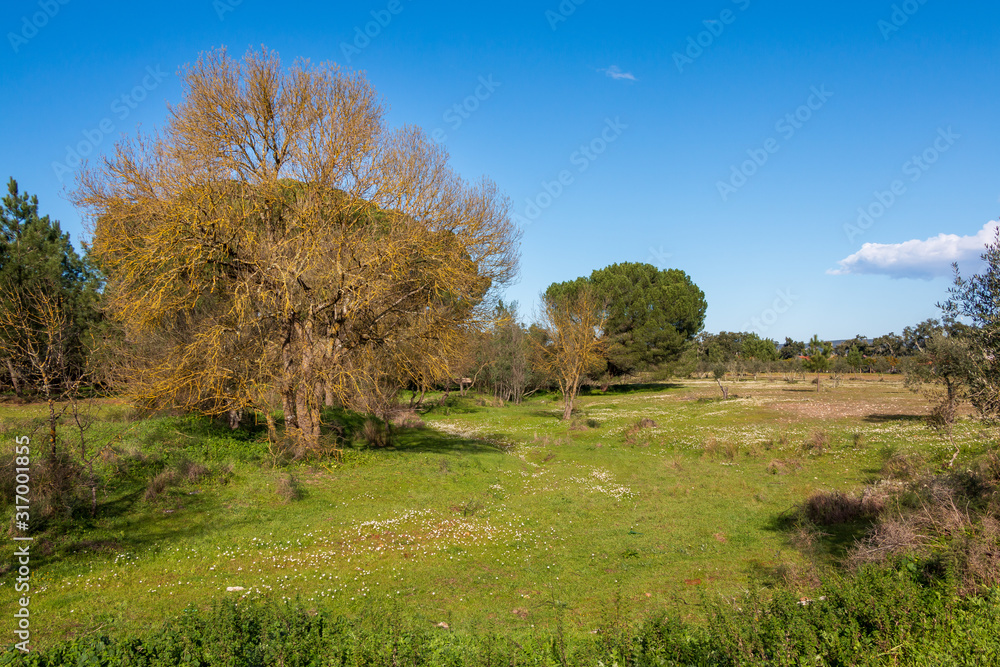 Landscape with naked big tree, in Ribatejo, Portugal Landscape with naked big tree, in Ribatejo, Portugal