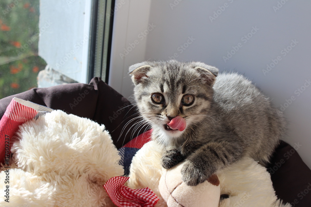 kitten in basket kitten in basket