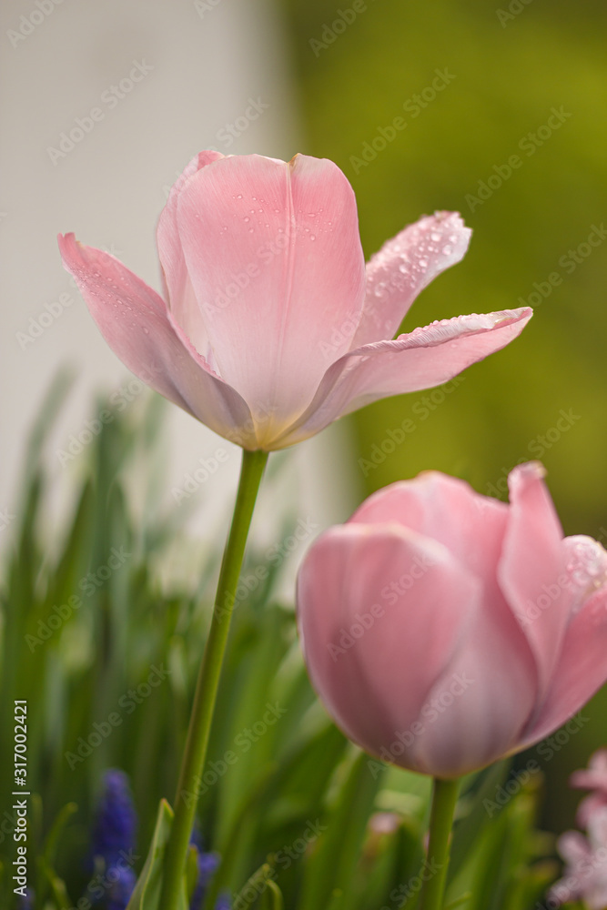 open pink pastel tulip blossoms with raindrops on petals on rainy cloudy morning in early spring open pink pastel tulip blossoms with raindrops on petals on rainy cloudy morning in early spring
