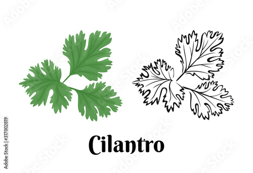 Cilantro isolated on white background. Vector color illustration of  fragrant green herbs in cartoon flat style and black and white outline. Vegetable Icon. photo