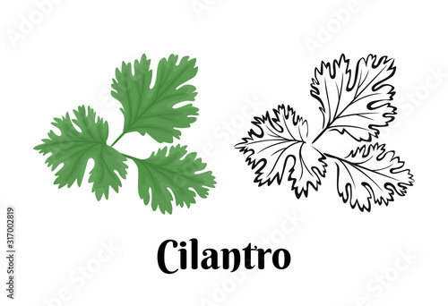Cilantro isolated on white background. Vector color illustration of  fragrant green herbs in cartoon flat style and black and white outline. Vegetable Icon.