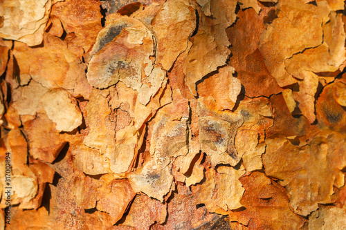 Close up detail of peeling bark of an Acer Griseum or paperback maple tree trunk