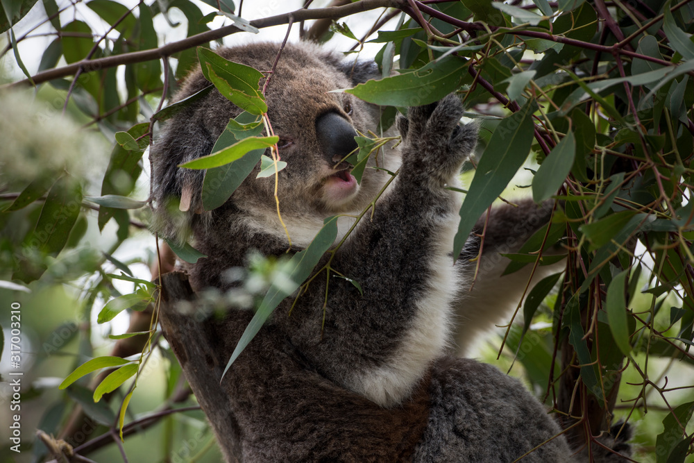 Fototapeta premium Koala is a native animal in Australia, this lives in Phillip Island in Victoria
