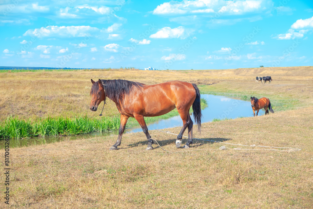 domestic horses grazing near little river domestic horses grazing near little river