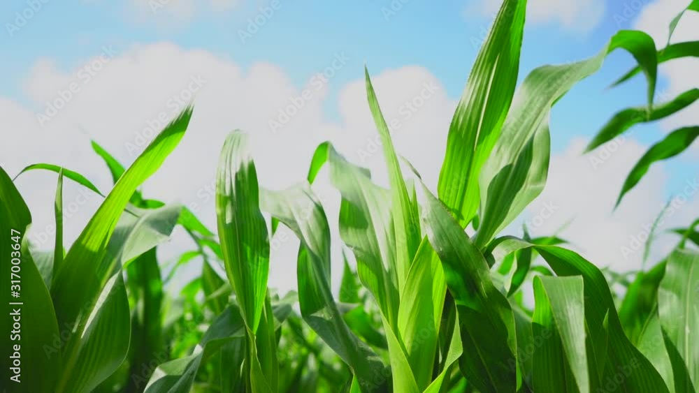 Juicy green leaves of a corn plantation, swaying in the wind against the blue sky Juicy green leaves of a corn plantation, swaying in the wind against the blue sky