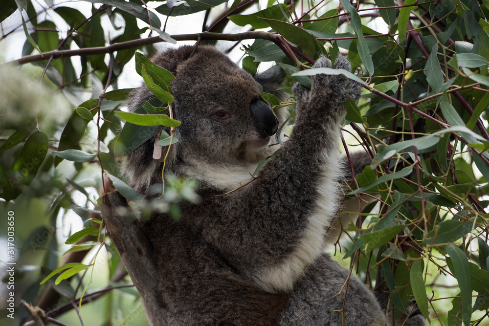 Obraz premium Koala is a native animal in Australia, this lives in Phillip Island in Victoria
