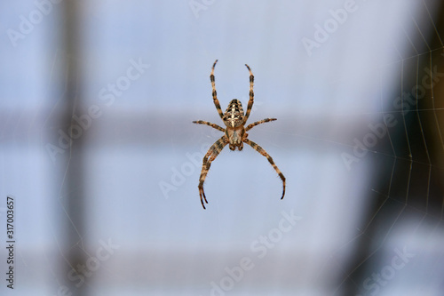 Big brown spider © Alvydas