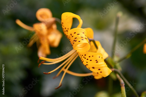 Yellow unfolding flower blossom close up
