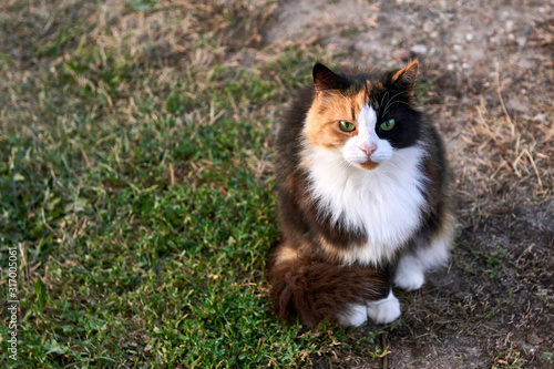 Variegated cat sits on the grass