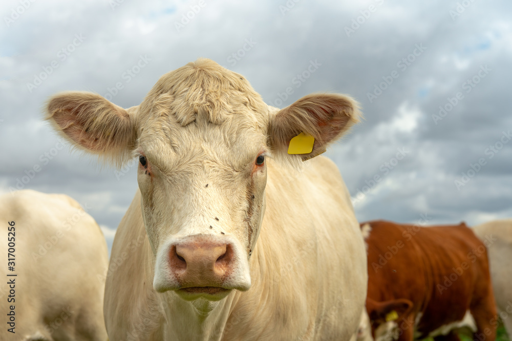 Close up of a pale beige cow looking into the camera