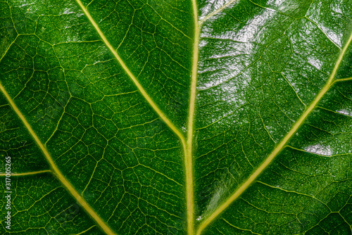 Close up of a shiny green leaf with yellow veins