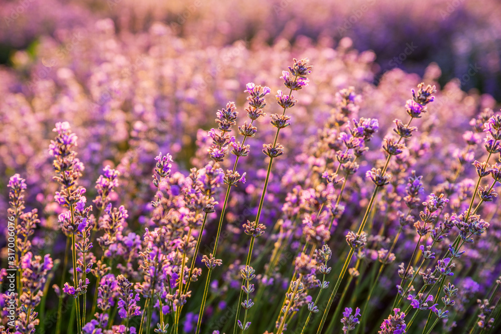 Obraz premium Colorful flowering lavandula or lavender field in the dawn light.