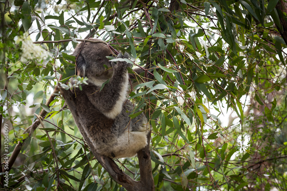 Fototapeta premium Koala is a native animal in Australia, this lives in Phillip Island in Victoria