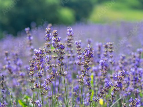 Colorful flowering lavender shrub close up. Beautiful nature background.