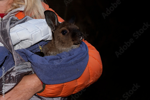 Canvas Print rescued baby Kangaroo in kangaroo island Australia before bush fire