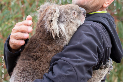 rescued koala in australia after bush fire